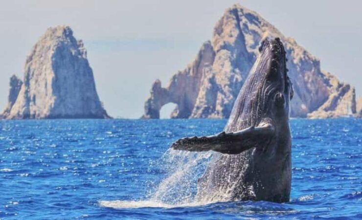 From La Paz: Puerto Chale Gray Whale Watching Tour - Good To Know