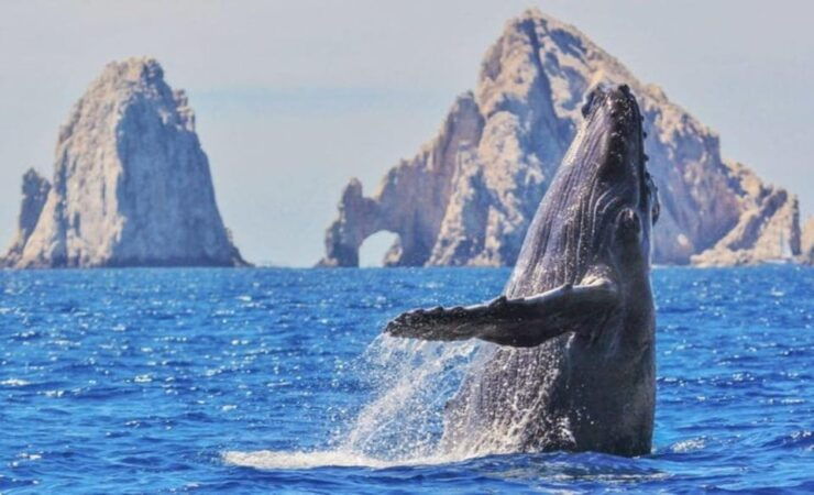 From La Paz: Puerto Chale Gray Whale Watching Tour - Tour Details
