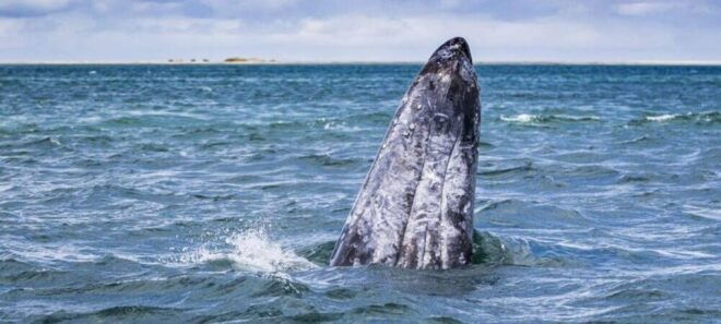 From La Paz: Puerto Chale Gray Whale Watching Tour - Logistics