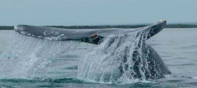 From La Paz: Puerto Chale Gray Whale Watching Tour - Frequently Asked Questions