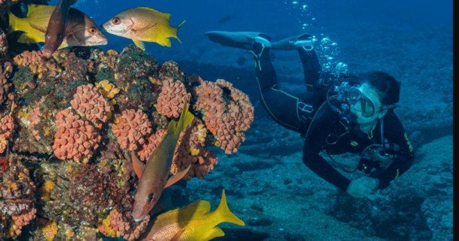 From La Paz: Scuba Diving 2 Tank Dive/3 Tank Dive - Marine Biodiversity Exploration