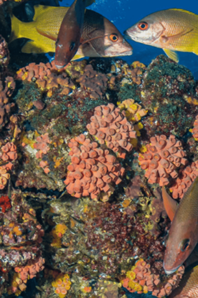 From La Paz: Scuba Diving 2 Tank Dive/3 Tank Dive - Unforgettable Adventure