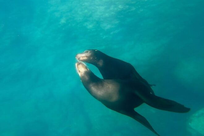 From La Paz: Sea Lions & Paddleboard Tour in Espiritu Santo - Special Notes