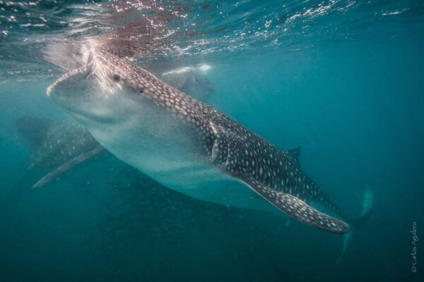 From La Paz: Sea Lions & Paddleboard Tour in Espiritu Santo - Snorkeling at Los Islotes