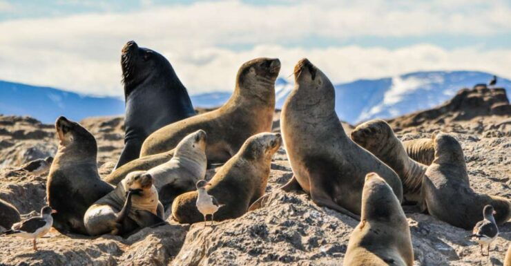 From La Paz: Swim With Sea Lions & Espíritu Santo Boat Tour - Tour Details