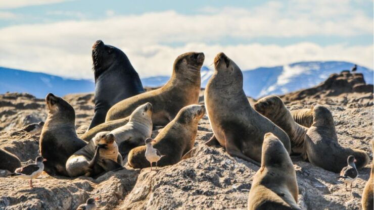 From La Paz: Swim With Sea Lions & Espíritu Santo Boat Tour - Highlights
