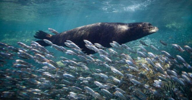 From La Paz: Whale Shark & Sea Lions Tour - Marine Life Experience
