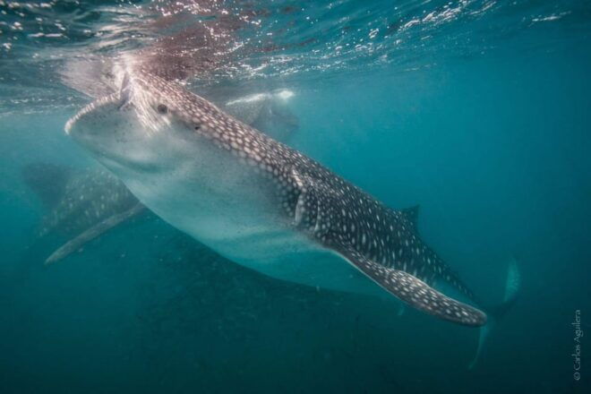 From La Paz: Whale Shark & Sea Lions Tour - Health and Safety Considerations