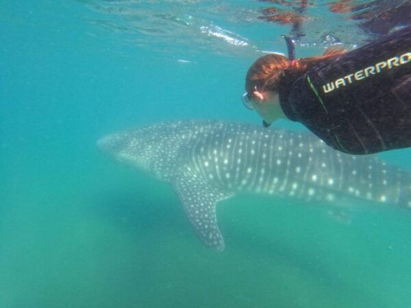 From La Paz: Whale Shark & Sea Lions Tour - Immersive Encounters