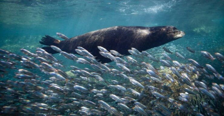 From La Paz: Whale Shark & Sea Lions Tour - Good To Know