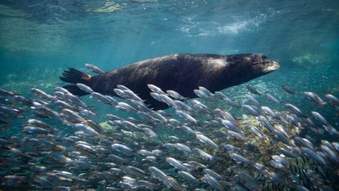 From La Paz: Whale Shark & Sea Lions Tour - Marine Life Experience