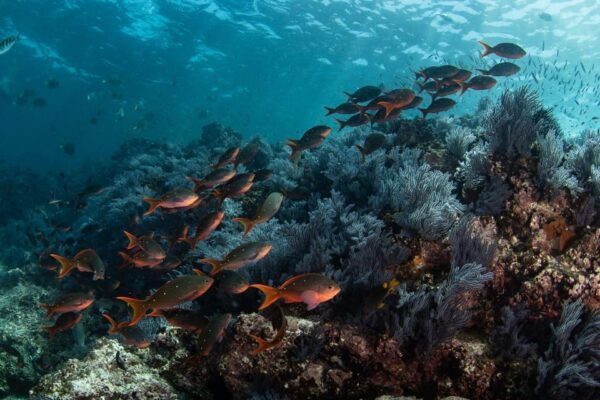 From La Paz: Whale Shark & Sea Lions Tour - Transportation Options