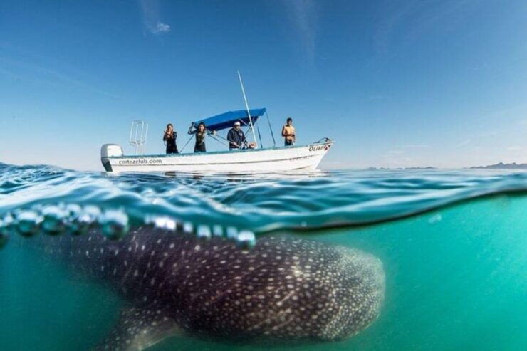 From La Paz: Whale Sharks, Sea Lions & Balandra Beach Combo - Activity Details