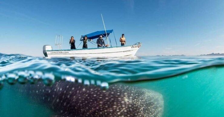 From La Paz: Whale Sharks, Sea Lions & Balandra Beach Combo - Experience Highlights