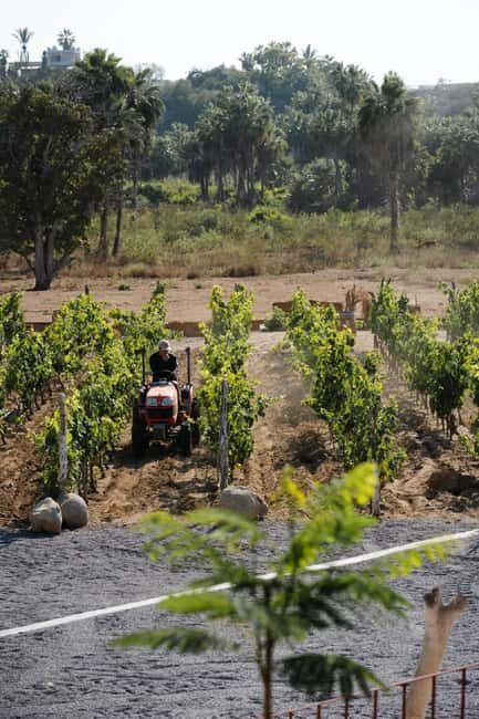 From La Playa: Vineyard Tour w/ Tasting & Todos Santos Stop - A Scenic Journey to Baja’s Hidden Gem: The Vineyard Tour