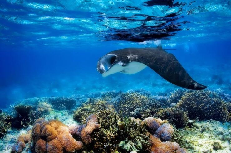 From Labuan Bajo: Day Tour of Komodo Island With Snorkeling - Itinerary Highlights