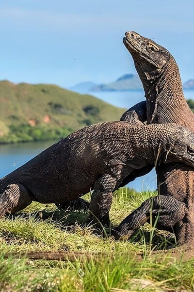 From Labuan Bajo: Day Tour of Komodo Island With Snorkeling - Best Time to Visit