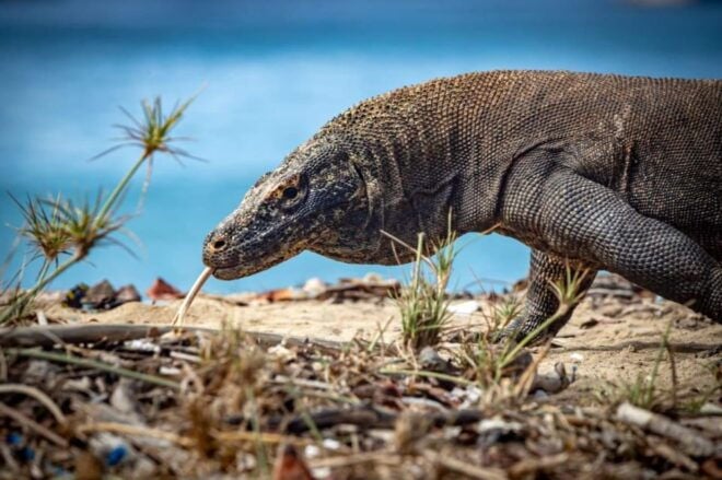 From Labuan Bajo Explore Komodo Dragon Island - Meeting Points and Pickup