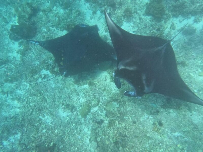 From Labuan Bajo Explore komodo island & Snorkeling - End of the Day and Return