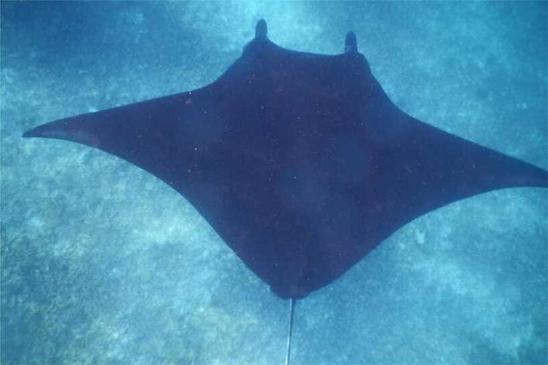 From Labuan Bajo: Komodo Dragons and Island Hop with All Fee - The Sum Up: Is This Tour for You?  