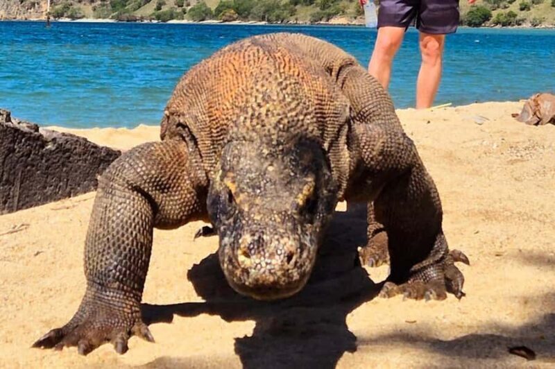 From Labuan Bajo: Komodo Dragons and Island Hop with All Fee - Good To Know