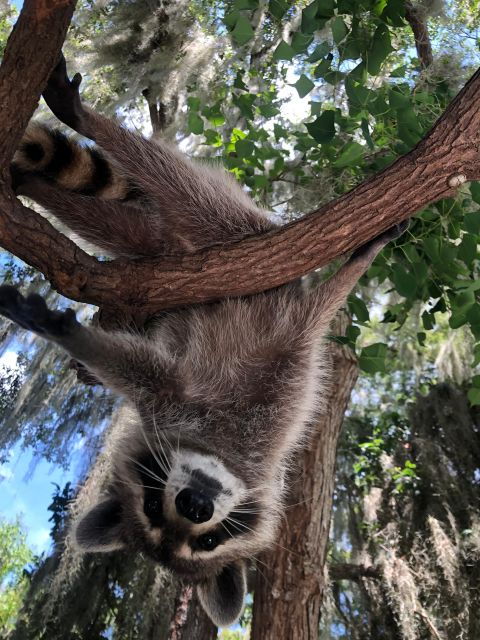 From Lafitte: Swamp Tours South of New Orleans by Airboat - Customer Reviews