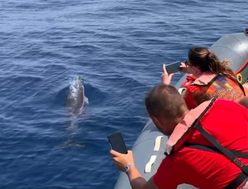 From Lagoa: Dolphins & Ponta da Piedade with biologist guide - Good To Know