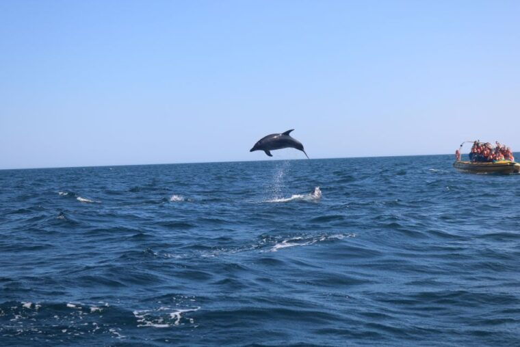 From Lagoa: Dolphins & Ponta da Piedade with biologist guide - Who Is This Tour Best Suited For?