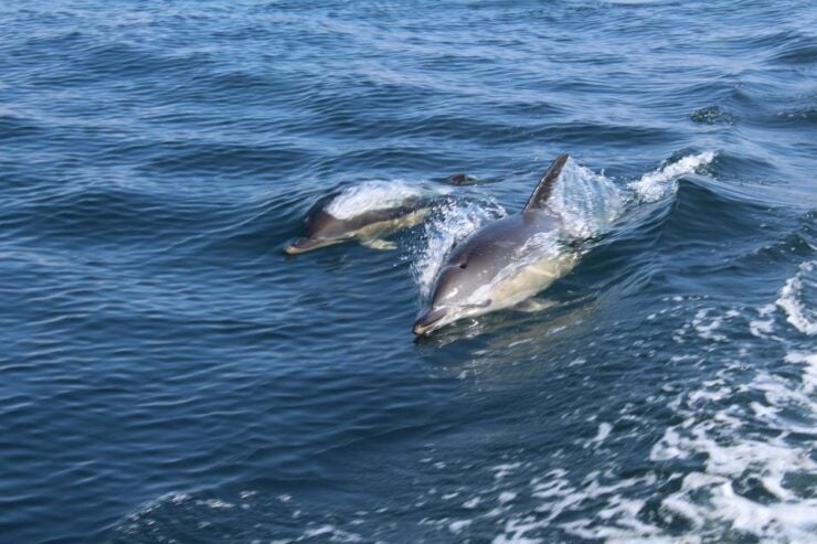 From Lagos: Dolphin Watching Boat Trip - Experience