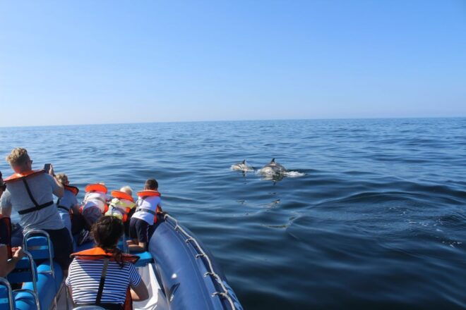 From Lagos: Dolphin Watching Boat Trip - Full Description