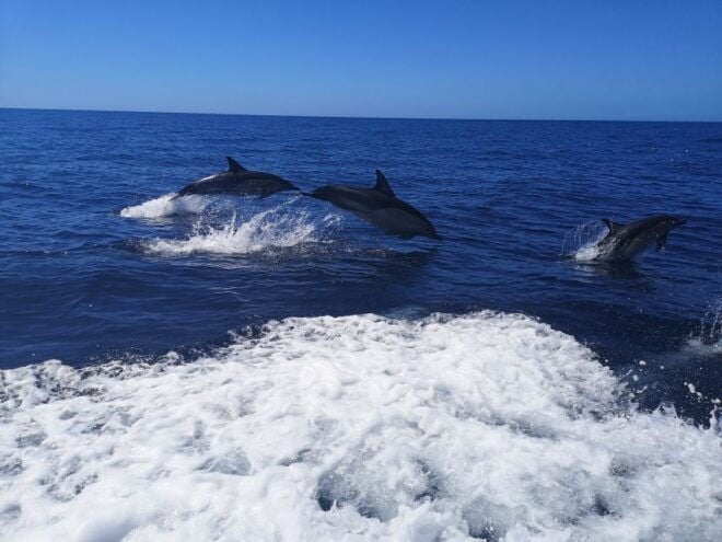 From Lagos: Dolphin Watching Boat Trip - Review Summary