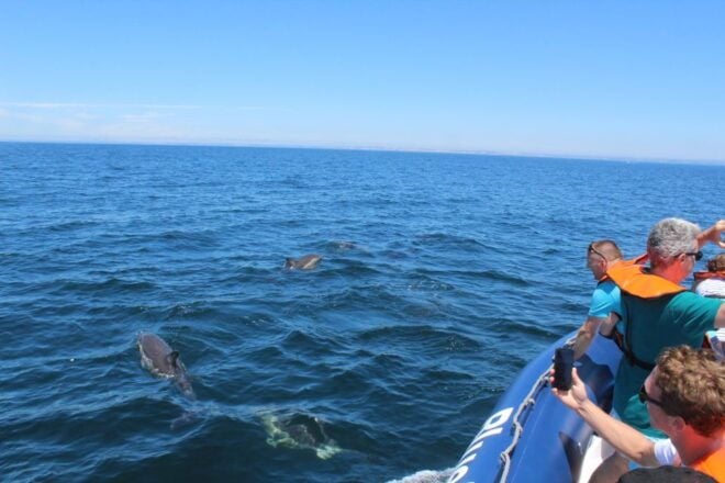 From Lagos: Dolphin Watching Boat Trip - Additional Information