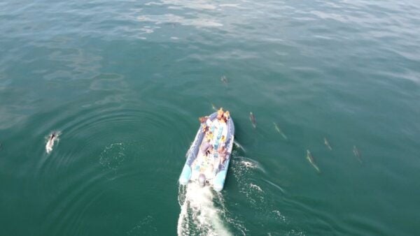 From Lagos: Dolphin Watching Boat Trip - Common Questions