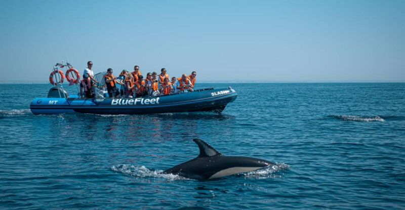 From Lagos: Dolphin Watching Boat Trip w/ Marine Biologists - Introduction