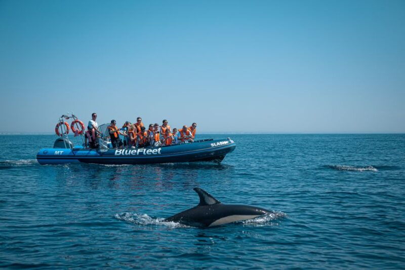 From Lagos: Dolphin Watching Boat Trip w/ Marine Biologists - What to Expect on the Dolphin Watching Tour