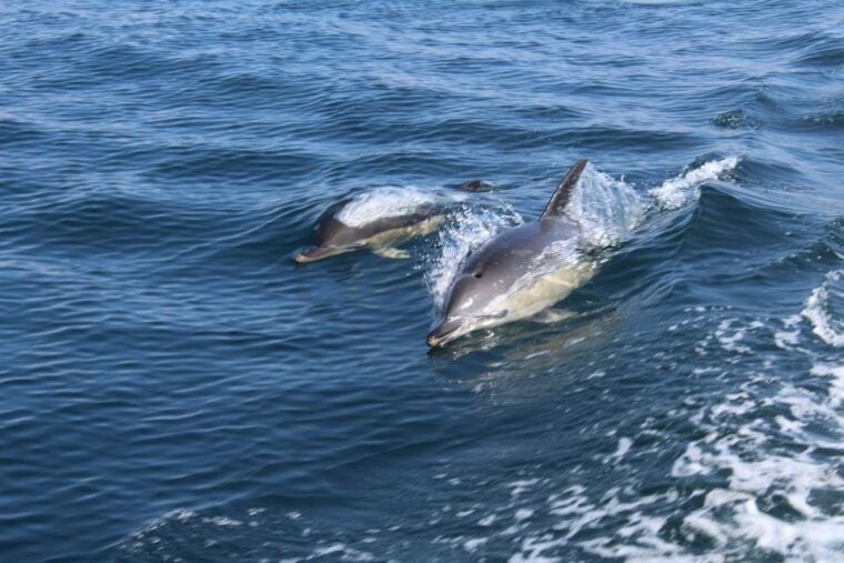 From Lagos: Dolphin Watching Boat Trip w/ Marine Biologists - Why This Tour Is Worth Considering