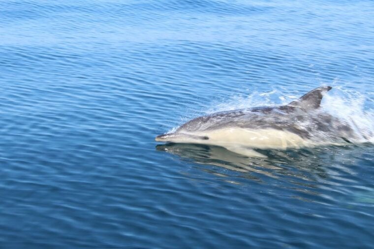 From Lagos: Dolphin Watching Boat Trip w/ Marine Biologists - The Real Traveler Experience