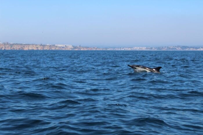 From Lagos: Dolphin Watching Boat Trip w/ Marine Biologists - Who Should Book This Tour?