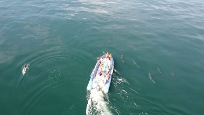 From Lagos: Dolphin Watching Boat Trip w/ Marine Biologists - The Sum Up