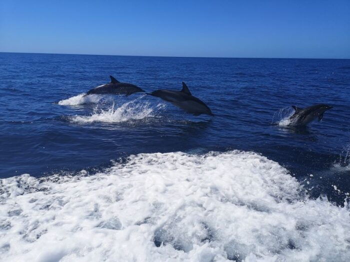 From Lagos: Dolphin Watching Boat Trip w/ Marine Biologists - Frequently Asked Questions