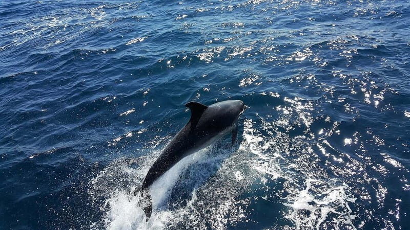 From Lagos: Dolphin Watching Catamaran Cruise - Good To Know