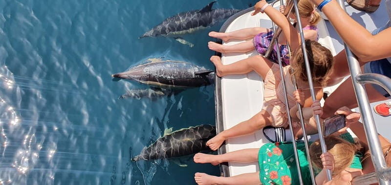 From Lagos: Dolphin Watching Catamaran Cruise - An In-Depth Look at the Dolphin Watching Experience