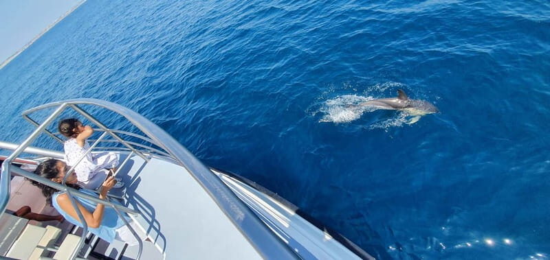 From Lagos: Dolphin Watching Catamaran Cruise - Who Would Love This Tour?