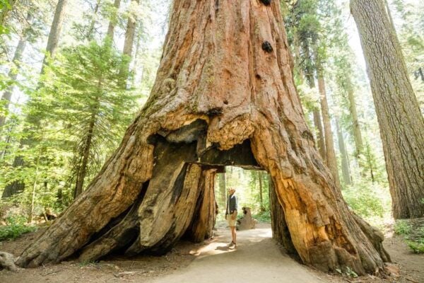 From Lake Tahoe: Yosemite National Park Day Trip With Lunch - Common Questions