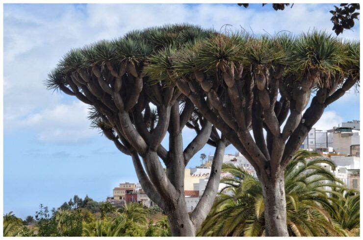 From Las Palmas: Full-Day Tour of the North - Tour Overview