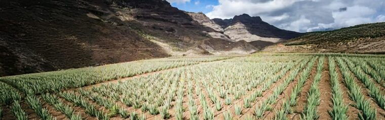 From Las Palmas/Maspalomas: Fataga, Aloe Vera Farm, and Puerto De Mogán. - Fataga: Guided Tour of the Valley of the Thousand Palm Trees