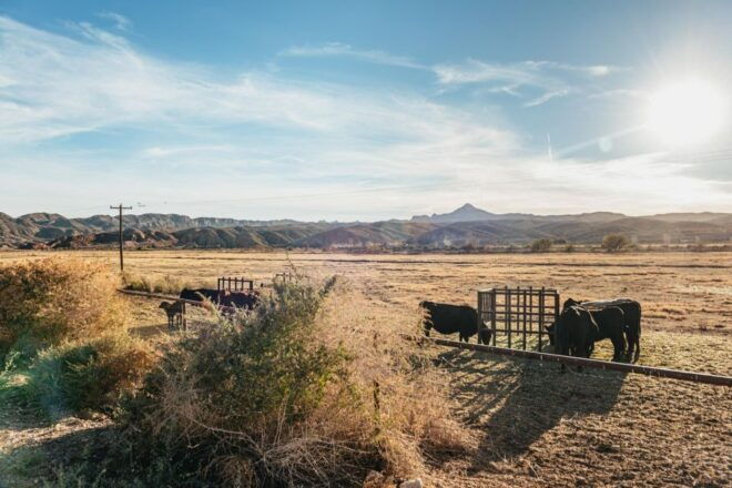 From Las Vegas: Desert Sunset Horseback Ride With BBQ Dinner - Negative Customer Review