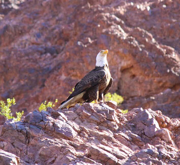 From Las Vegas: Kayak Rental to Emerald Cave Colorado River - The Experience in Practice