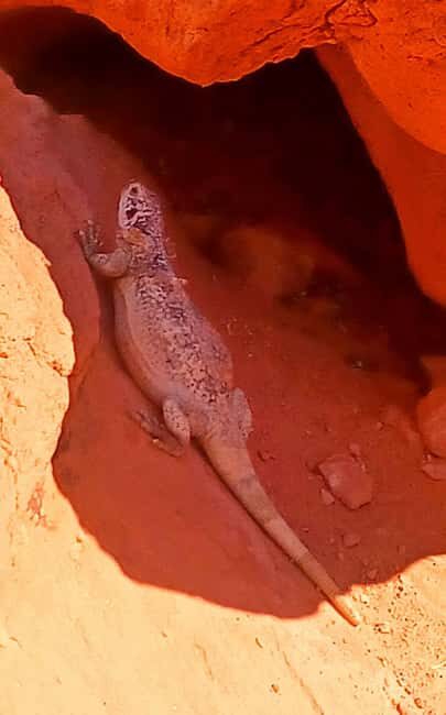 From Las Vegas: Valley of Fire Full-Day Guided Tour w/ Lunch - Good To Know