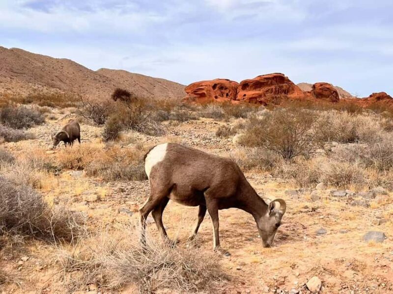 From Las Vegas: Valley of Fire State Park Guided Day Tour - Introduction